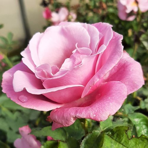 Gärtnerei - Rosa Barbra Streisand™ - rosa - teehybriden-edelrosen - stark duftend - Tom Carruth - -